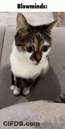A Cat With Big Eyes Is Sitting On A Couch Under The Words Blowminds GIF