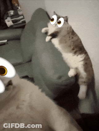 A Cat With Big Eyes Is Standing On Its Hind Legs On A Couch GIF