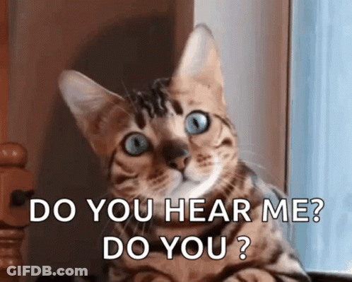 A Cat With Blue Eyes Is Sitting In Front Of A Window And Asking Do You Hear Me Do You ? GIF