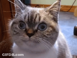 A Cat With Blue Eyes Looks At The Camera GIF