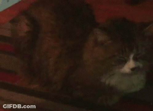 A Cat With Bright Green Eyes Is Laying Down In The Dark . GIF