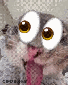 A Cat With Cartoon Eyes And A Long Tongue Sticking Out . GIF