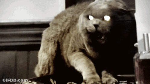 A Cat With Glowing Eyes Is Standing In Front Of A Window GIF