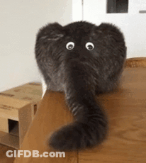A Cat With Googly Eyes And An Elephant Trunk Is Laying On A Table . GIF