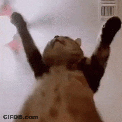 A Cat With Its Arms Outstretched Is Looking Up At Something . GIF