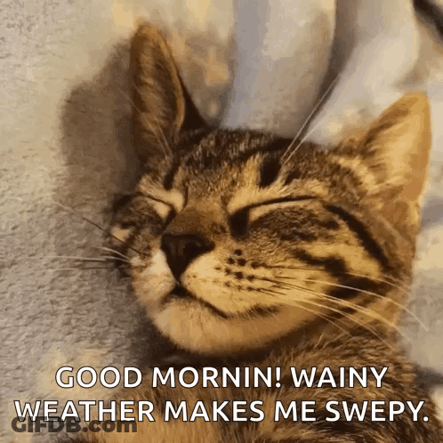 A Cat With Its Eyes Closed And The Words Good Morning Wainy Weather Makes Me Sweepy GIF
