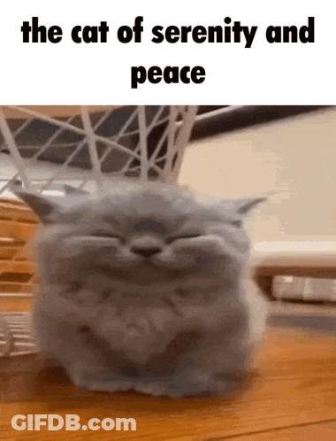 A Cat With Its Eyes Closed And The Words The Cat Of Serenity And Peace On The Bottom GIF