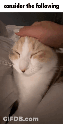 A Cat With Its Eyes Closed Is Being Petted By A Person Who Says " Consider The Following " GIF