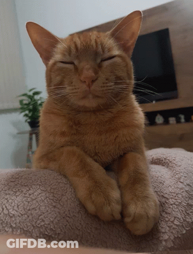 A Cat With Its Eyes Closed Is Laying On A Blanket GIF