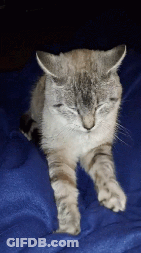 A Cat With Its Eyes Closed Is Laying On A Blue Blanket GIF
