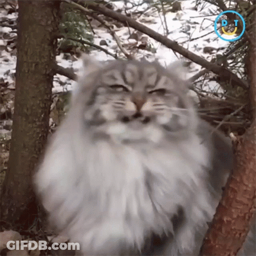 A Cat With Its Eyes Closed Is Standing Next To A Tree Trunk GIF