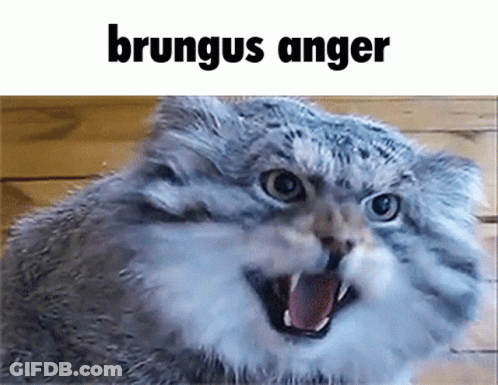 A Cat With Its Mouth Open And The Word Brungus Anger Written Above It GIF
