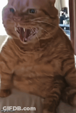 A Cat With Its Mouth Open Is Sitting On A Bed GIF