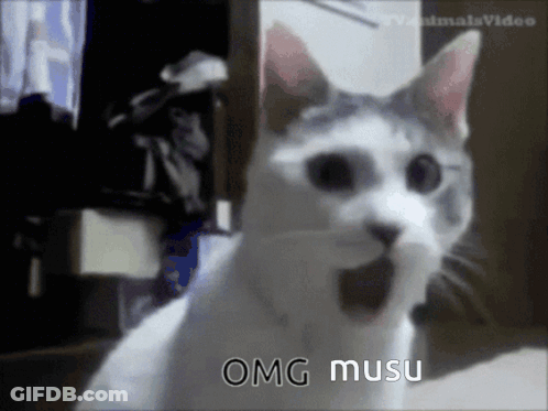 A Cat With Its Mouth Wide Open And The Words Omg Musu Written Below It GIF