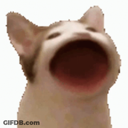 A Cat With Its Mouth Wide Open Is Looking Up At The Camera . GIF
