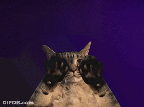A Cat With Its Paws Up In Front Of A Purple Background That Says The More You Know GIF