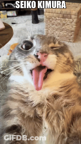 A Cat With Its Tongue Hanging Out And The Words Seiko Kimura On The Bottom GIF