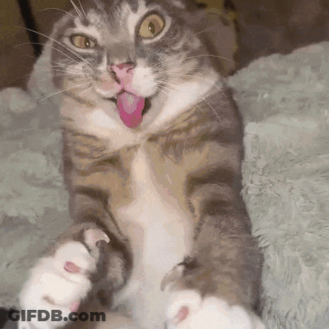 A Cat With Its Tongue Hanging Out Is Laying On Its Back GIF