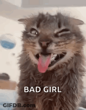 A Cat With Its Tongue Hanging Out Is Making A Funny Face And Making A Funny Face . GIF