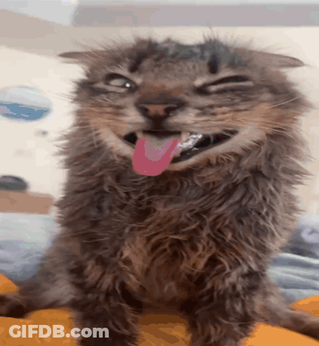 A Cat With Its Tongue Hanging Out Making A Face GIF
