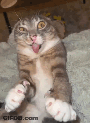 A Cat With Its Tongue Out Is Laying On Its Back GIF