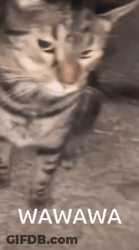 A Cat With The Word Wawa On The Bottom GIF