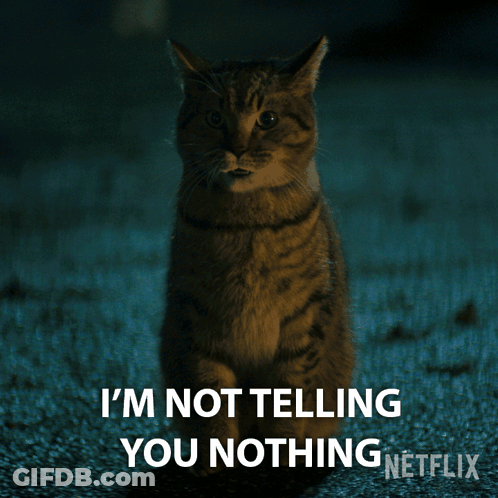 A Cat With The Words I 'M Not Telling You Nothing Written Below It GIF