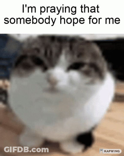 A Cat With The Words I 'M Praying That Somebody Hope For Me Above It GIF