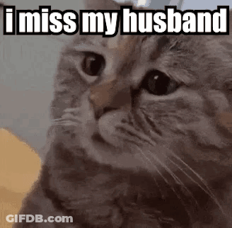 A Cat With The Words `` I Miss My Husband '' Written On It . GIF