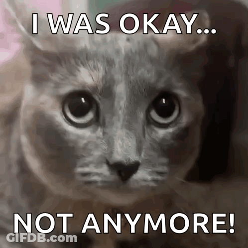A Cat With The Words I Was Okay Not Anymore On It GIF