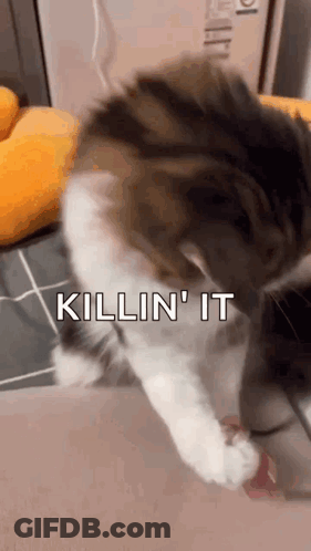 A Cat With The Words Killin ' It On It GIF