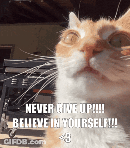A Cat With The Words Never Give Up !!! Believe In Yourself !!! GIF
