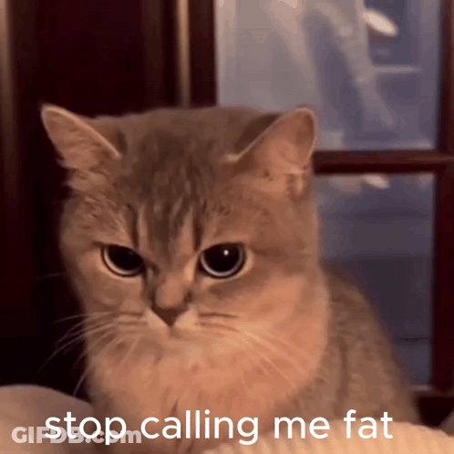 Cat With Stop Calling Me Fat Text GIF