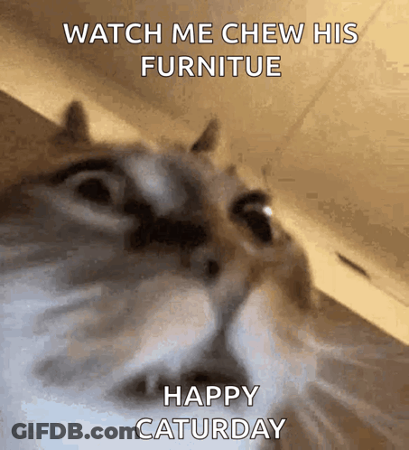 A Cat With The Words Watch Me Chew His Furniture Happy Saturday GIF