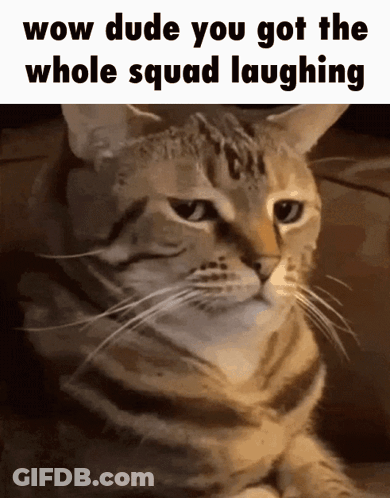 A Cat With The Words Wow Dude You Got The Whole Squad Laughing GIF