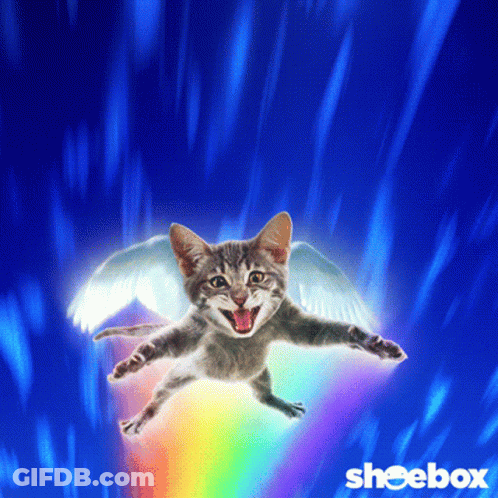 A Cat With Wings Is Flying Through A Rainbow In The Sky GIF