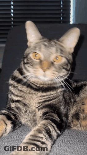 A Cat With Yellow Eyes Is Laying Down And Looking At The Camera GIF
