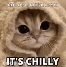 A Cat Wrapped In A Blanket With The Words `` Good Morning Love It 'S Chilly '' . GIF