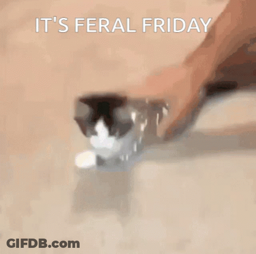 A Cat Wrapped In Aluminum Foil With The Words It 'S Feral Friday GIF