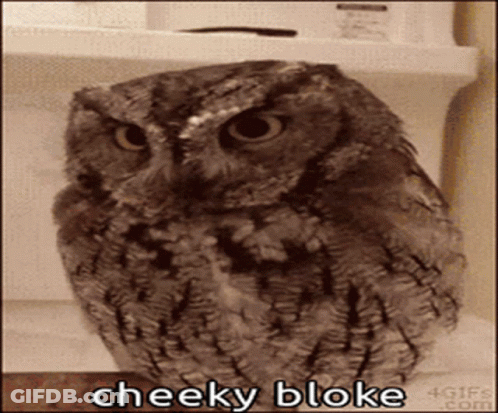 A Cheeky Bloke Owl Is Sitting On A Shelf GIF