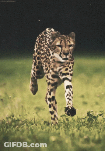 A Cheetah Is Running Through A Grassy Field With The Words Middleholdings Behind It GIF