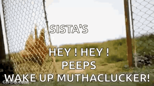 A Chicken Behind A Chain Link Fence Says Sista 'S Hey ! Hey ! Peeps Wake Up Muthachlucker GIF