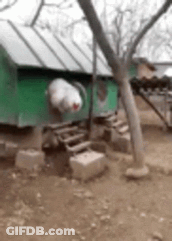 A Chicken Coop Is Sitting Under A Tree In A Dirt Field . GIF
