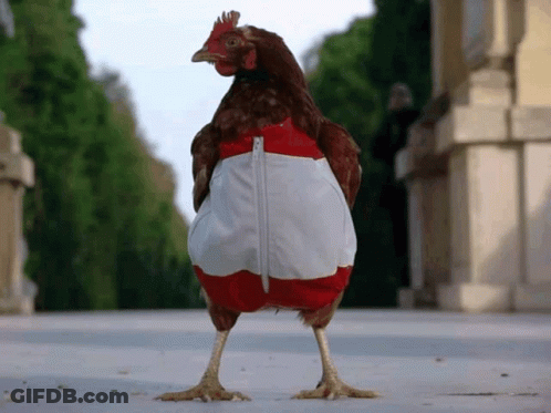 A Chicken Is Wearing A Red And White Jacket With A Zipper GIF