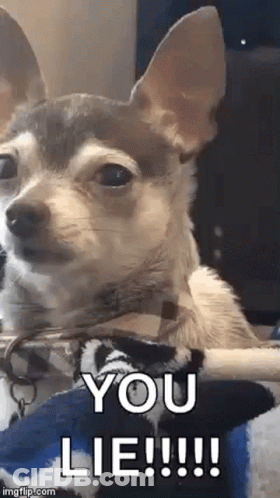 A Chihuahua Dog Is Laying On A Blanket And Looking At The Camera With The Words `` You Lie '' Written On It . GIF