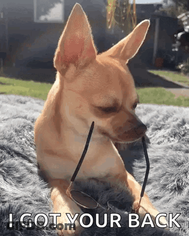 A Chihuahua Dog Is Laying On A Blanket With Glasses In Its Mouth And Says I Got Your Back . GIF