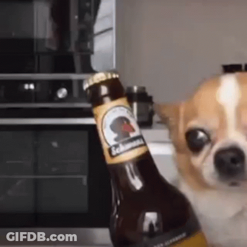 A Chihuahua Dog Is Sitting Next To A Bottle Of Beer . GIF