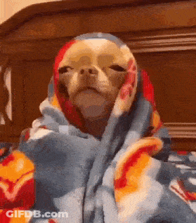 A Chihuahua Dog Is Wrapped In A Blanket On A Bed . GIF