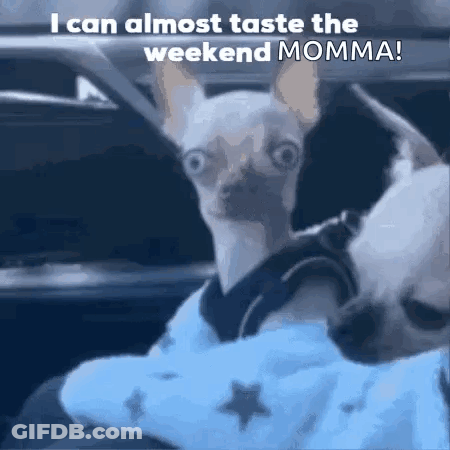 A Chihuahua Is Wearing A Blue Shirt With Stars On It GIF