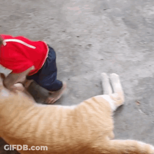 A Child Wearing A Red Hat Playing With A Cat GIF